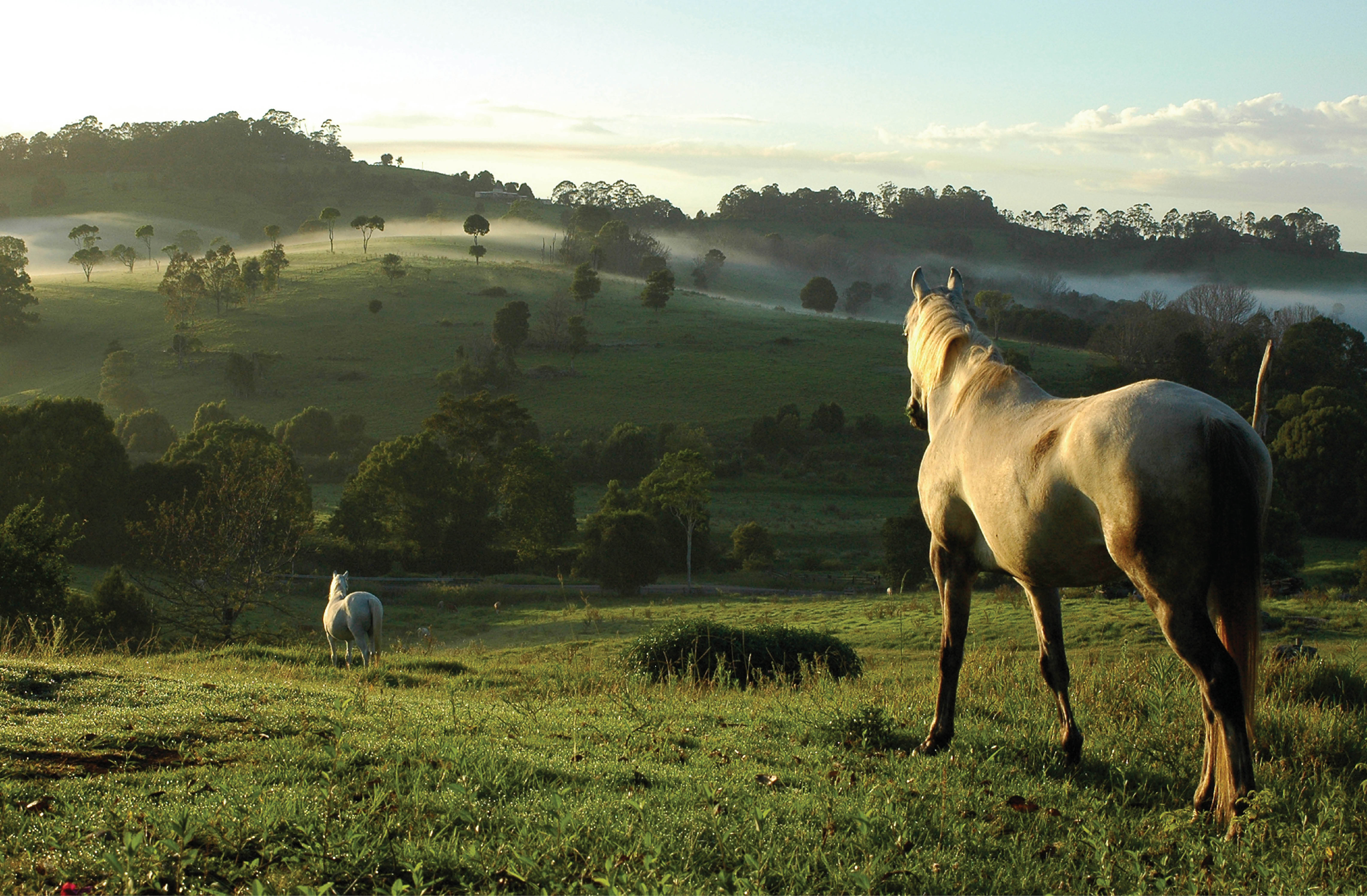 Feed Focus - Barastoc KER Stud Balancer 