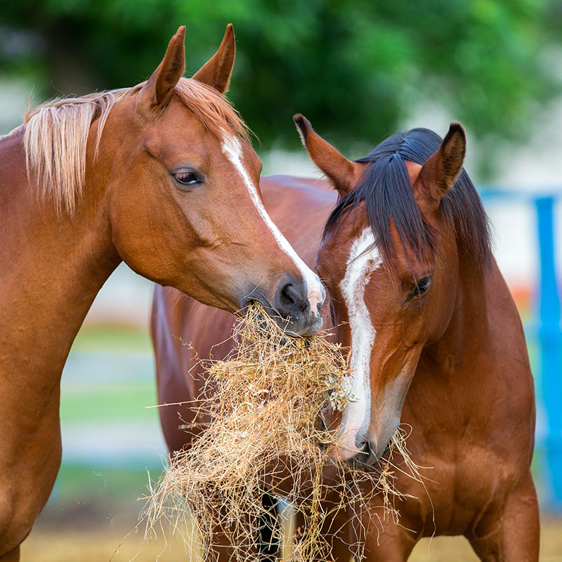 Managing Gastric Ulcers Through Nutrition 