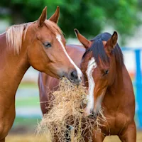 Managing Gastric Ulcers Through Nutrition