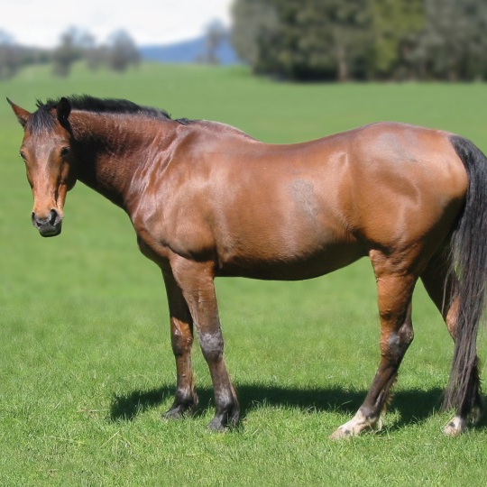 Fibre-Beet for Veteran Horses and Ponies