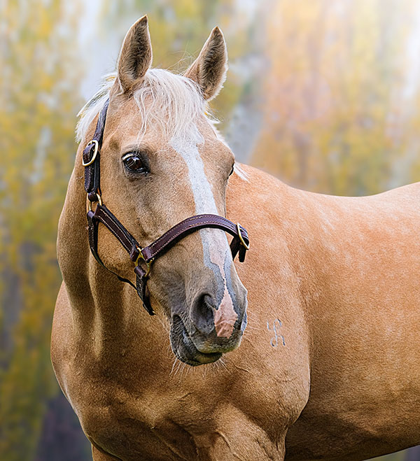 Get your horse back to PERFECT Condition 