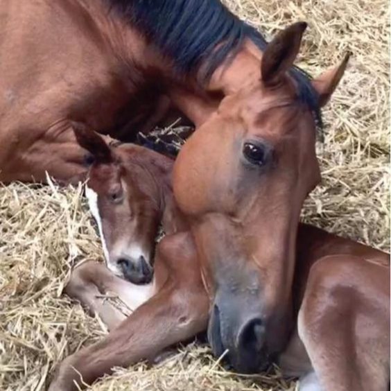 Post Pregnancy...tailor your mare’s nutrition now for a sound, healthy foal