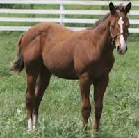 Seek Nutrition Advice for Feeding Foals