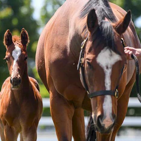 Don’t wait until spring……tailor your mare’s nutrition now for a sound, healthy foal