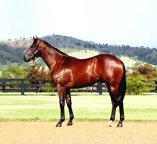 Feeding your stallion for double duty