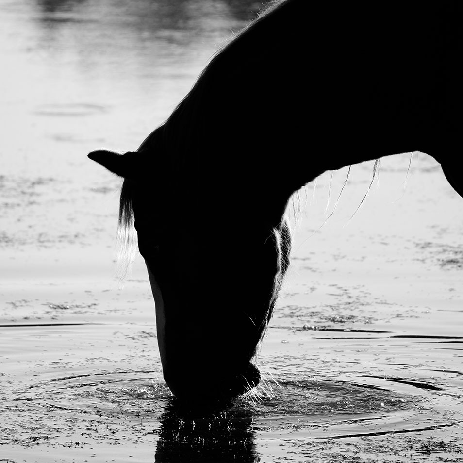 Tips for Feeding Horses in Hot Climates