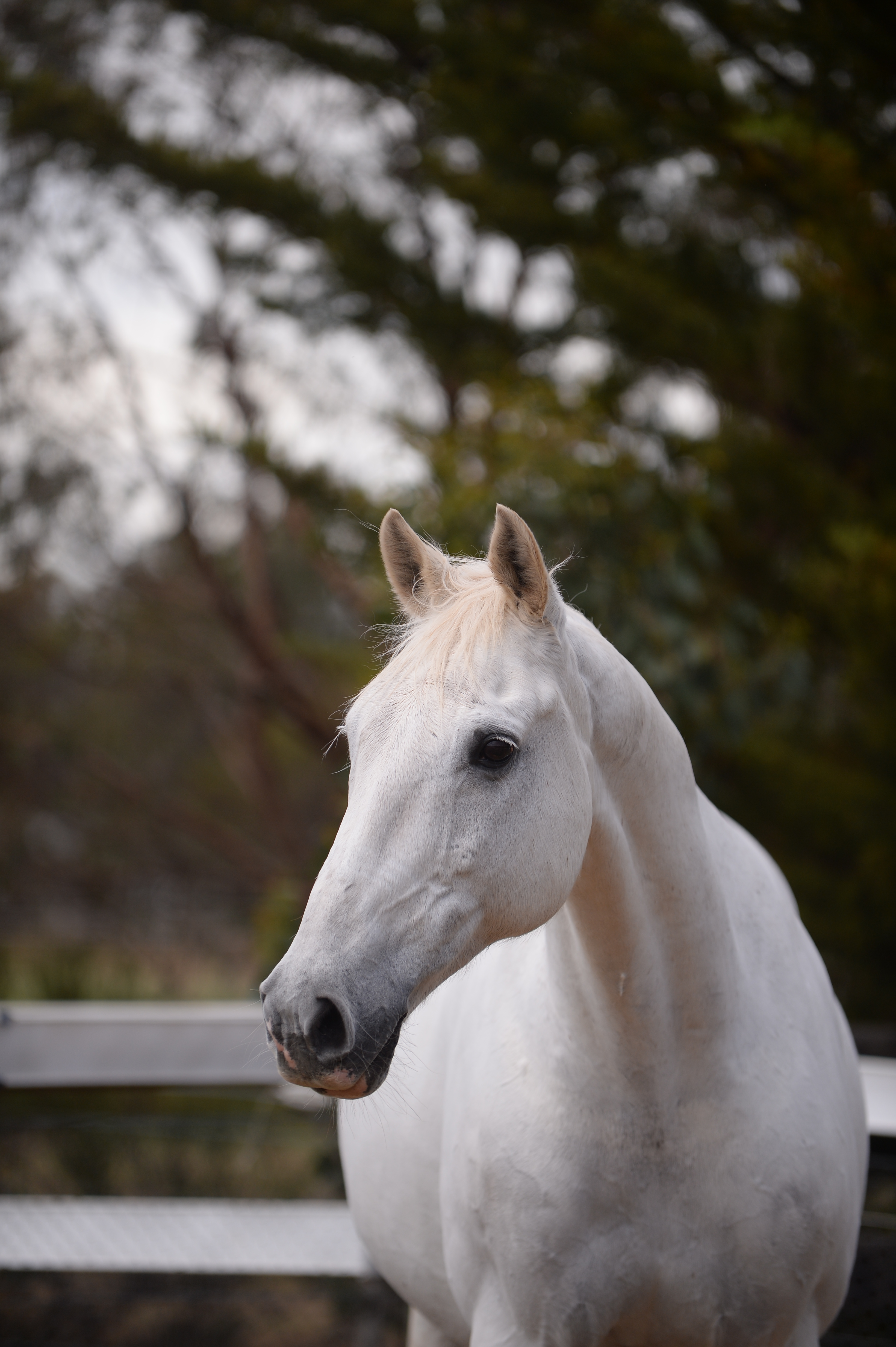 FEED FOCUS - Barastoc Senior