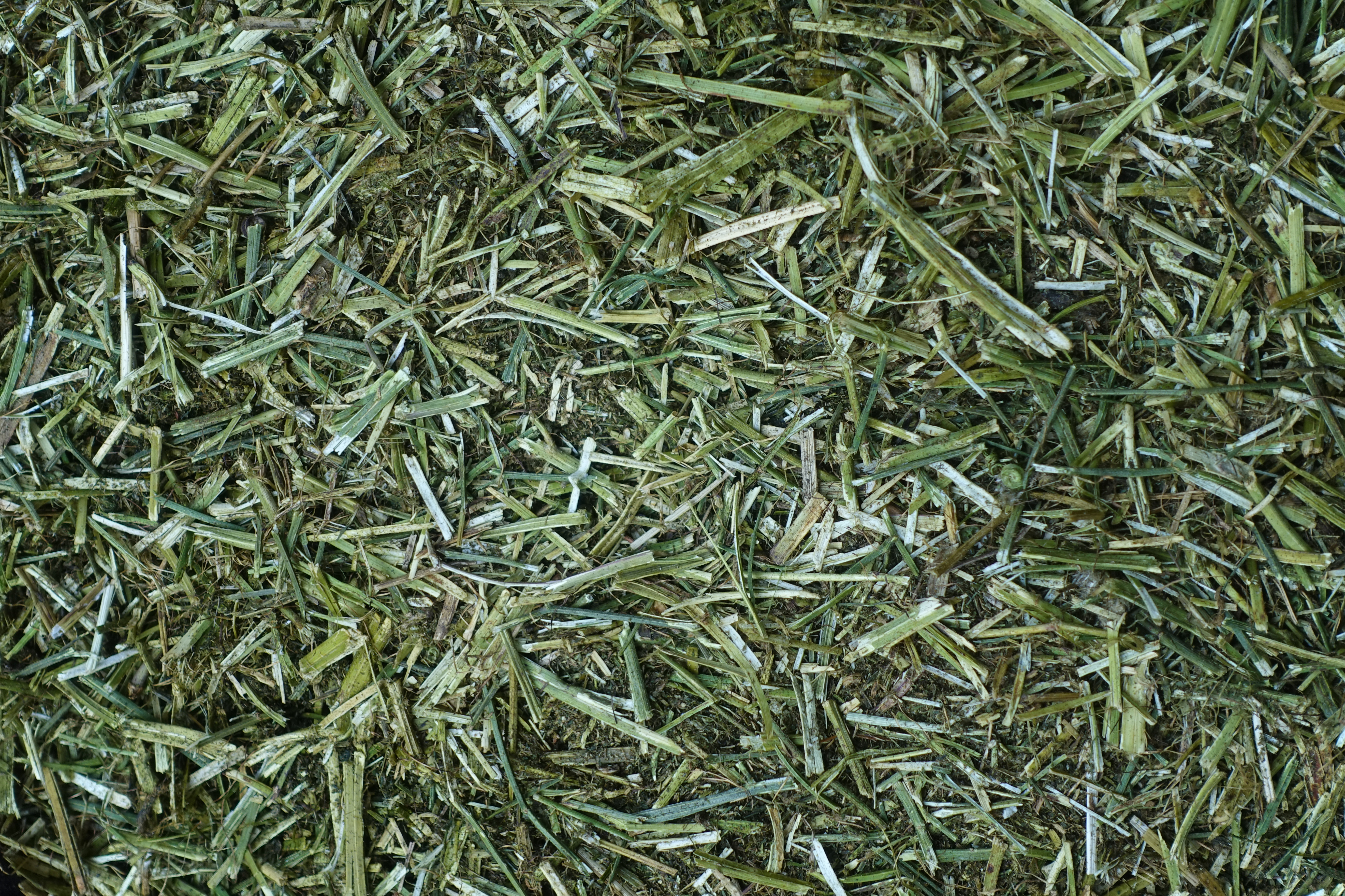 Lucerne and its effects on gastric health