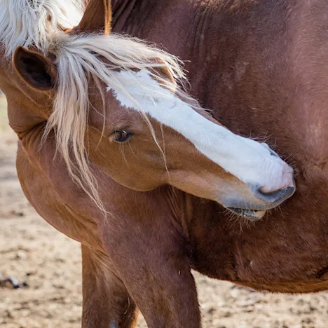Feeding Horses After Colic Episode