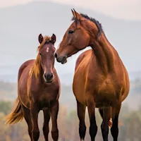 Gastro-Intestinal physiology