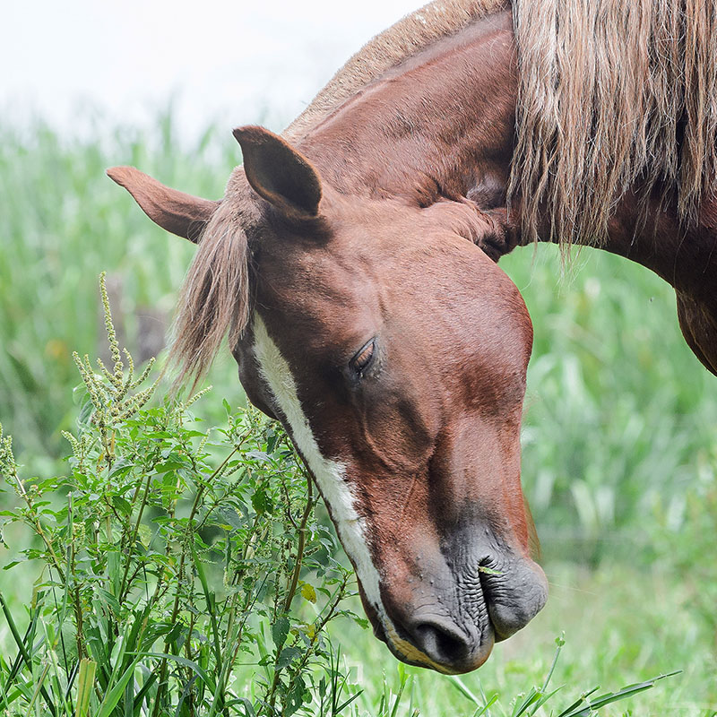 Preventing Choke in Horses