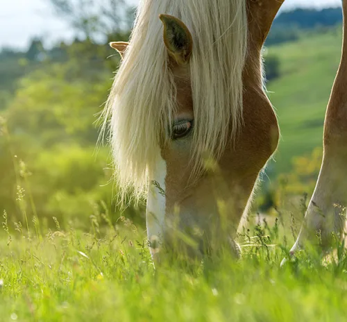Win A Year's supply of Horse Feed