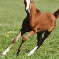 Dietary Factors in Equine Developmental Orthopedic Disease
