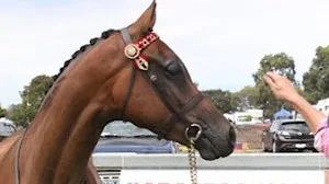 Nutritional assistance for the showring