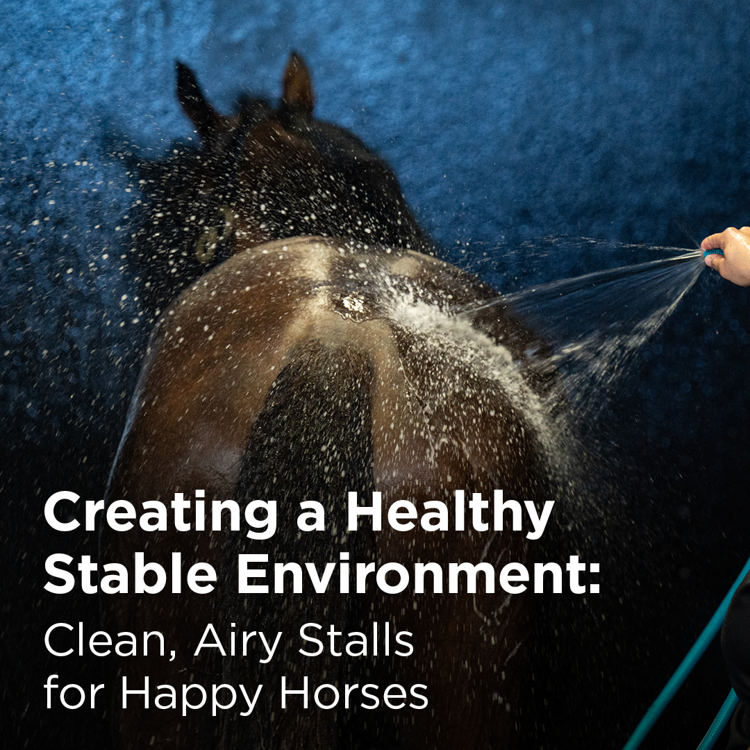 A healthy home life: Clean, airy stalls advantageous for horses