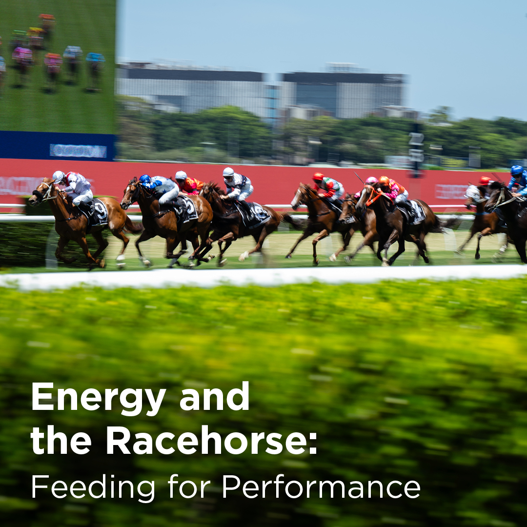 Energy and the performance horse