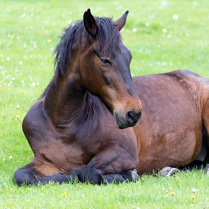 Helping Prevent Autumn Laminitis