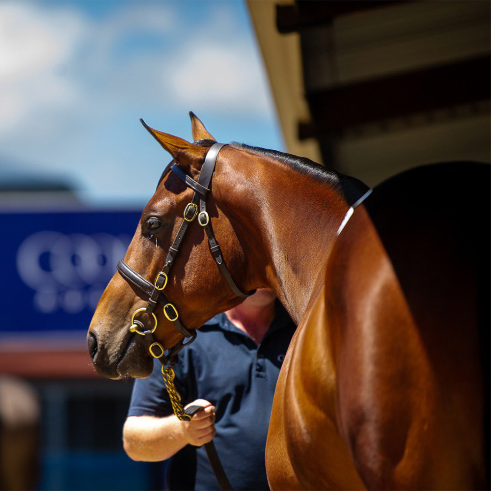 Making Magic at the Gold Coast