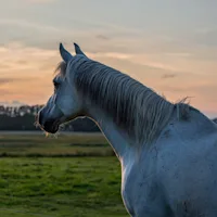 Effect of OCD on Performance of Mature Horses