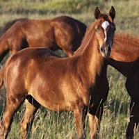 Developmental Orthopedic Disease in Horses