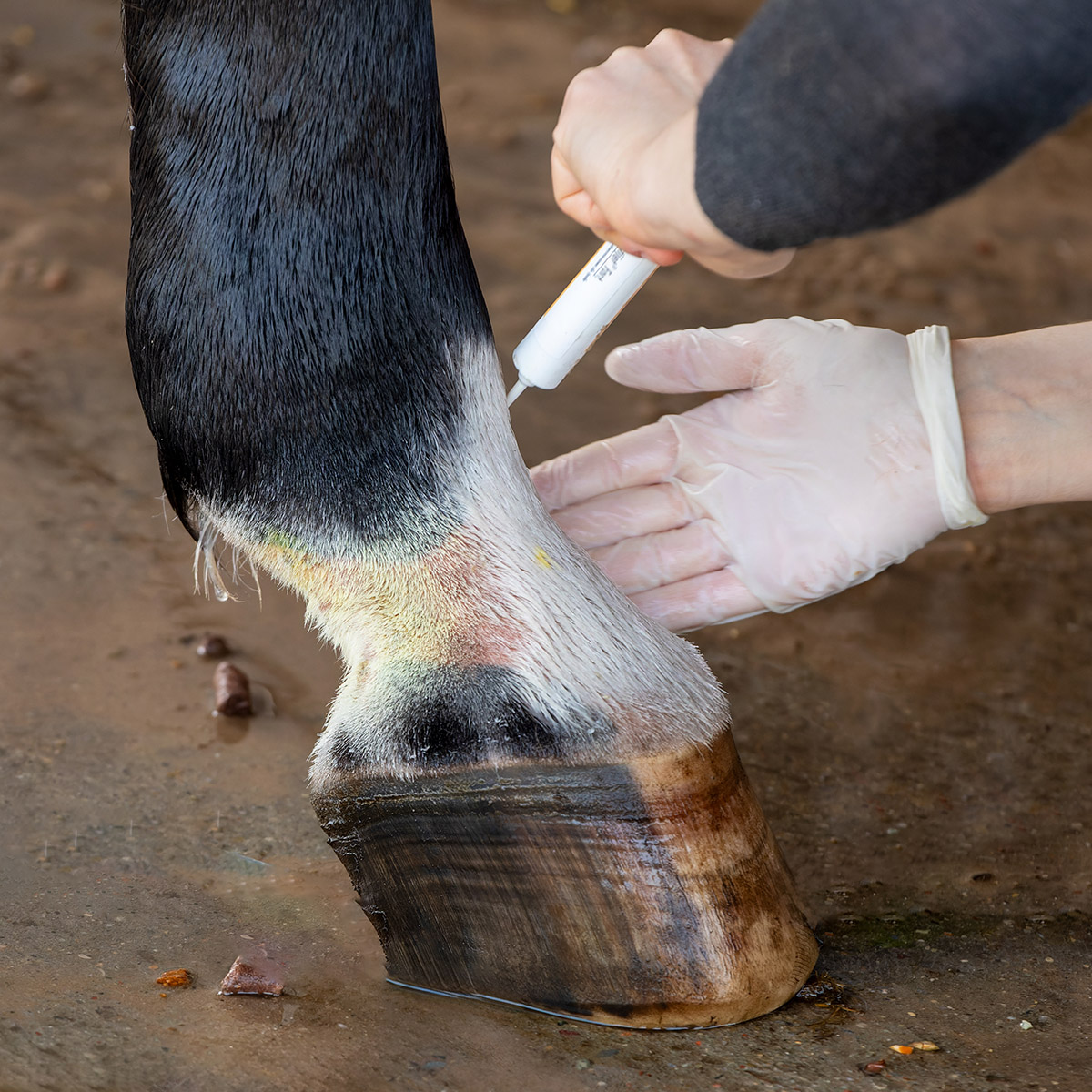 Is your horse at risk of developing mud fever?