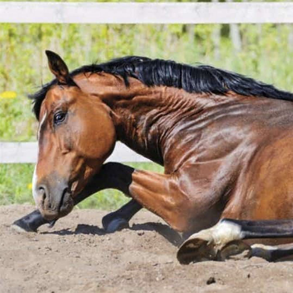 Feeding Horses After Colic Episode
