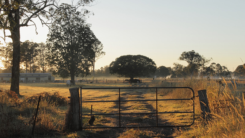 Feeding fibre in drought