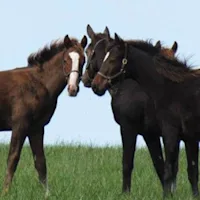 Management, Nutrition Significantly Impact OCD in Horses