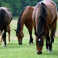 Essential Dietary Minerals for Young, Growing Horses