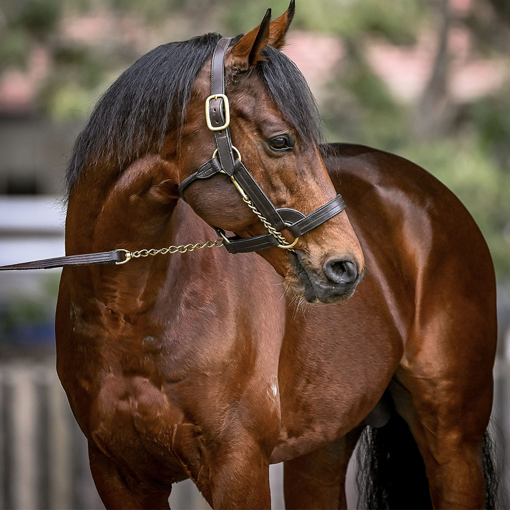 Priming stallions for breeding season 