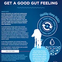Barastoc Equine Gastric Ulcer Information Sheet