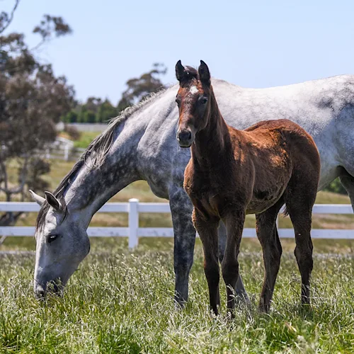 Developmental Orthopedic Disease