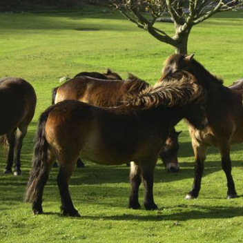 Laminitis in Horses and Ponies on Pasture