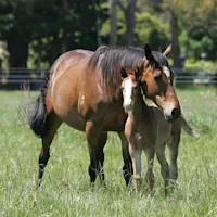 The Young Years: Nutrition from Birth to Two Years of Age
