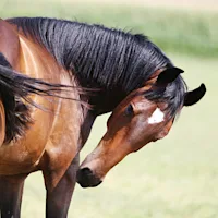 Barastoc Fibre-Beet Mash and Ulcers - an Update