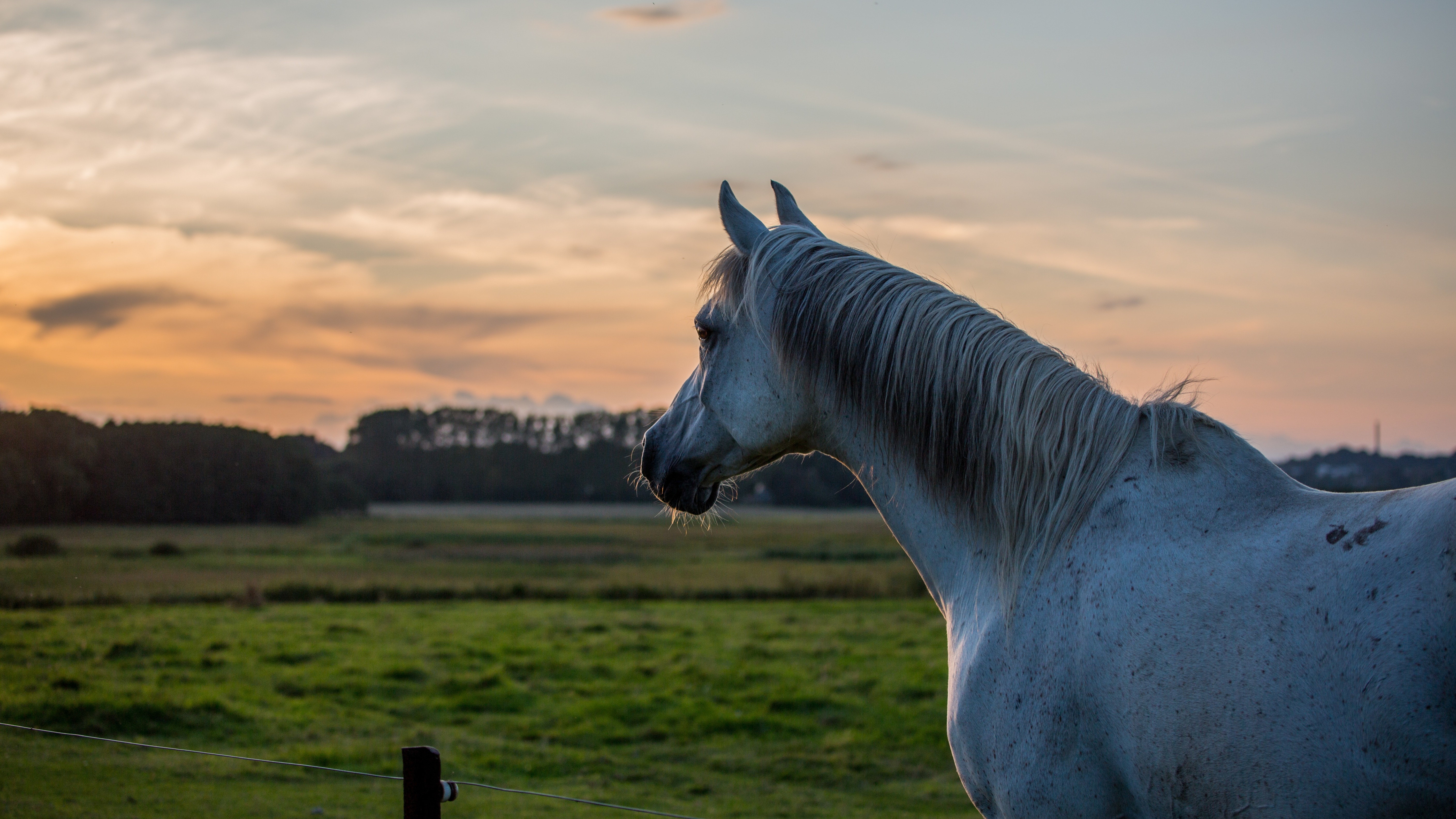 Barastoc | Feeding & caring for the older horse