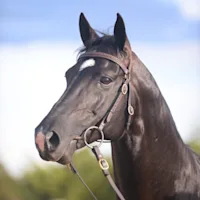 The real secret to glossy coats 