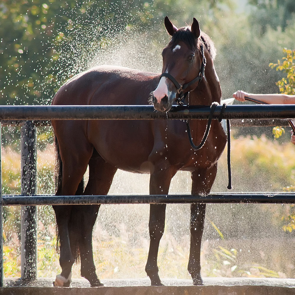 Keeping your horse hydrated