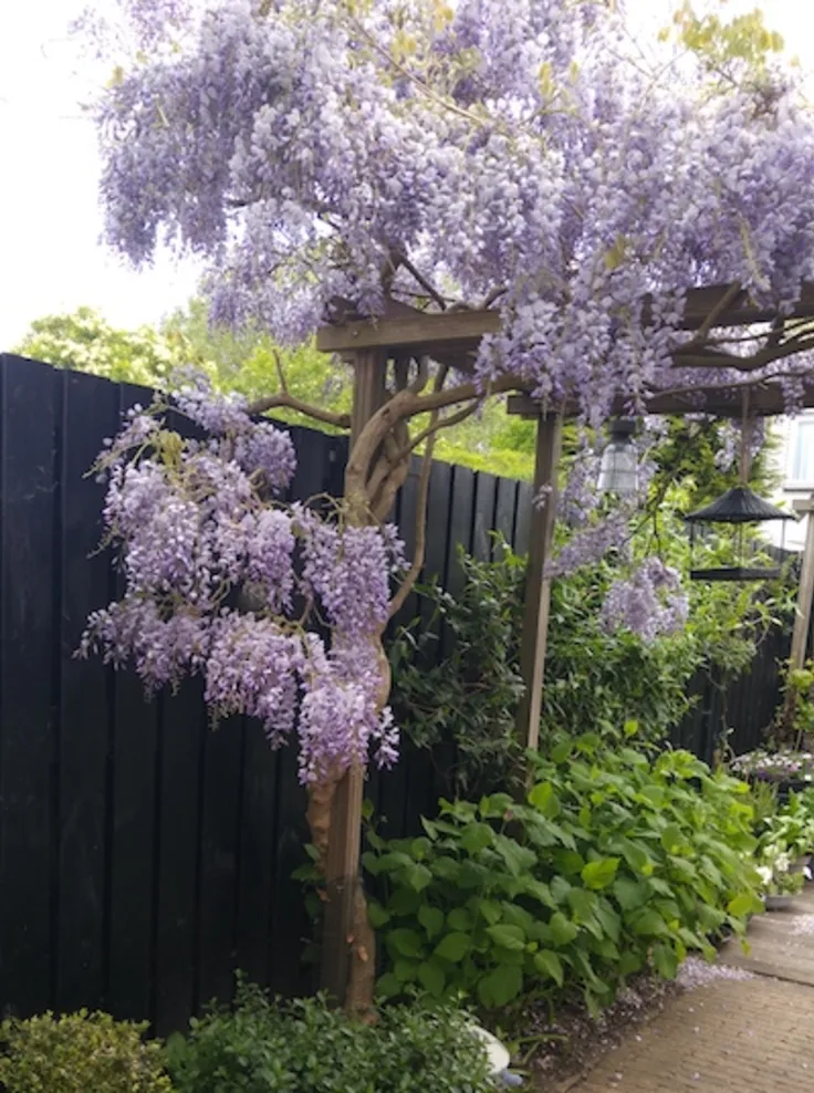 Pergola végétalisé