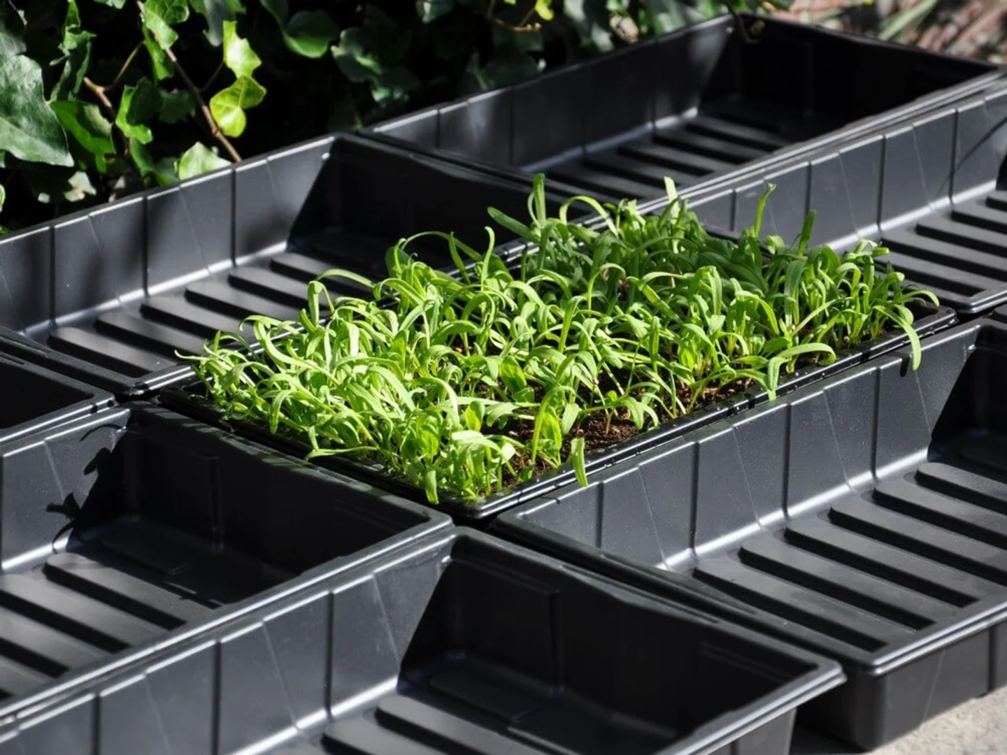 kweekkas Royal Well Zaaibakjes 12 stuks Seed tray