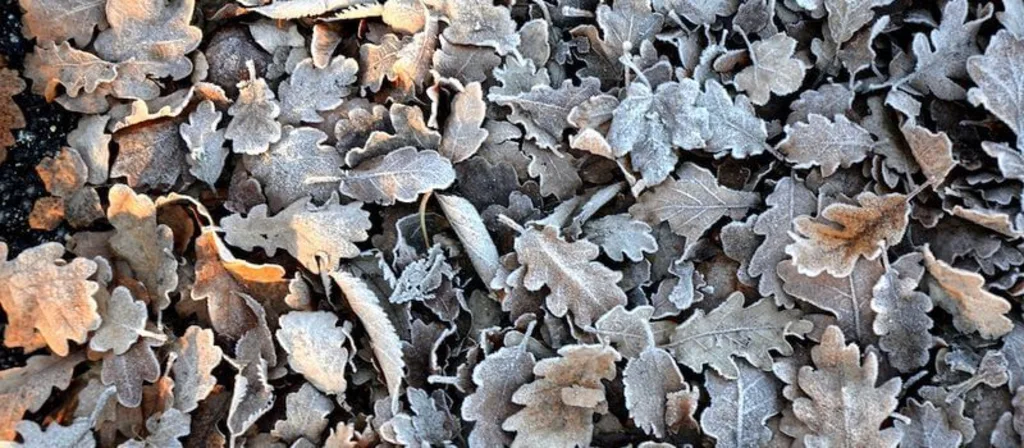Tuin winterklaar maken