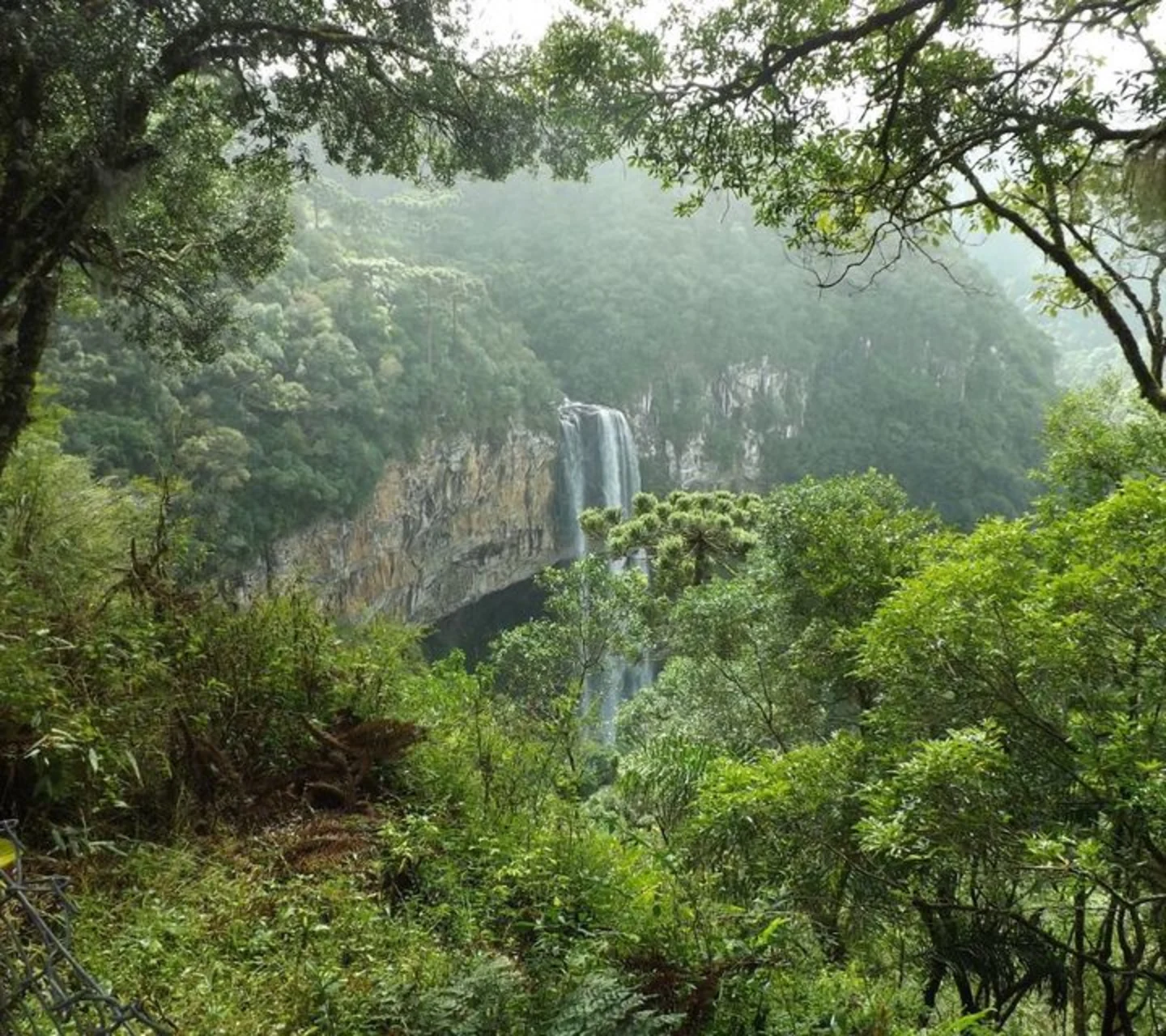 bos Brazilië tropisch hardhout