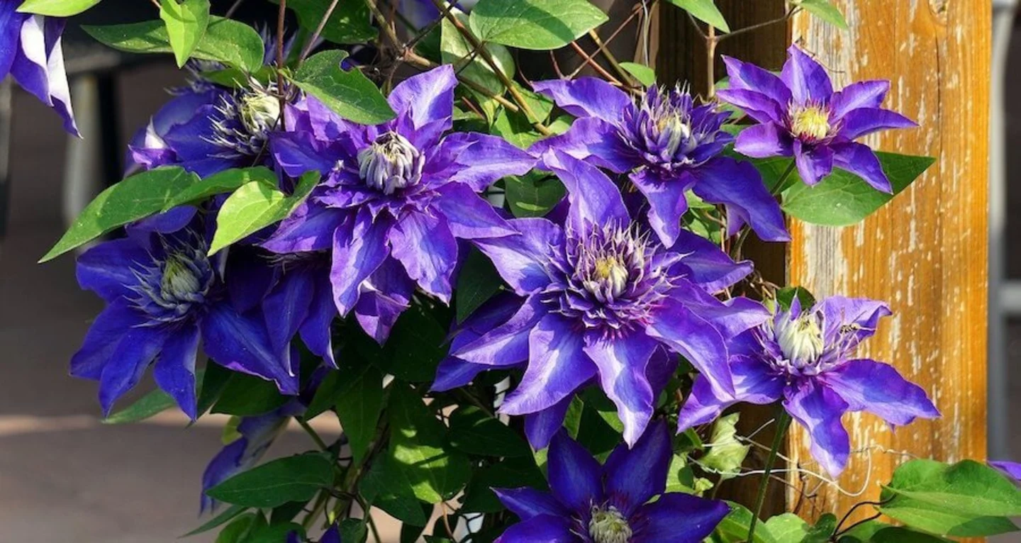 Clematis flowers