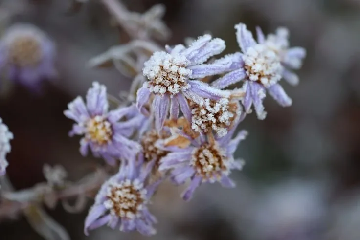 Bevroren bloemen vorst 