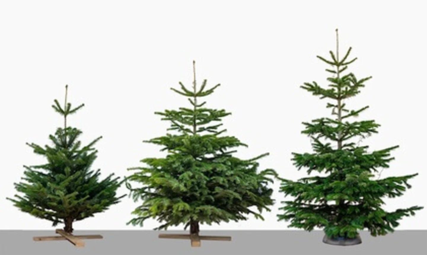 kerstbomen hoogte