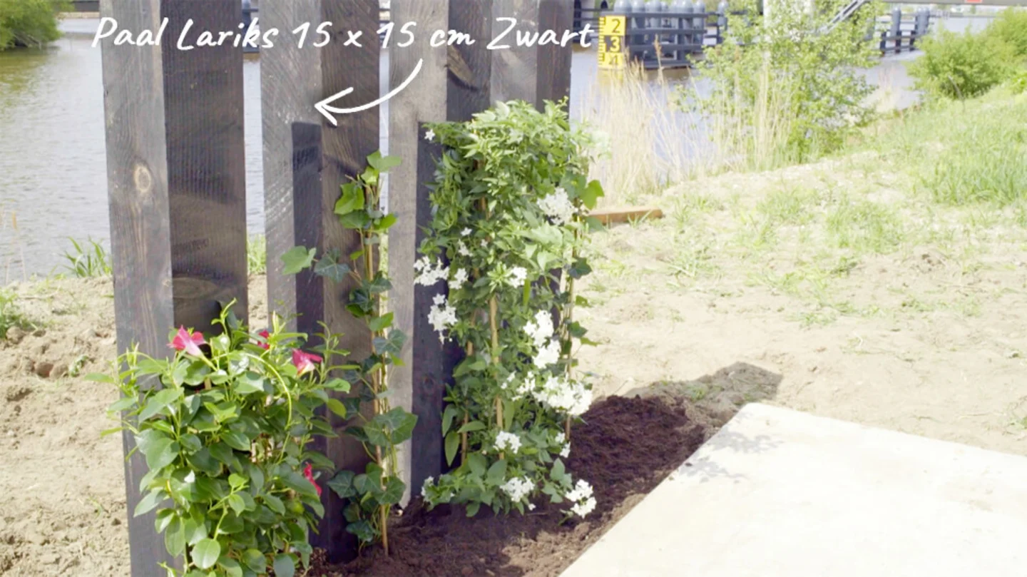 Zwarte Lariks Paal