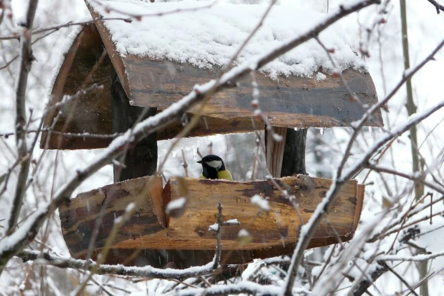Vogel in vogelhuisje sneeuw