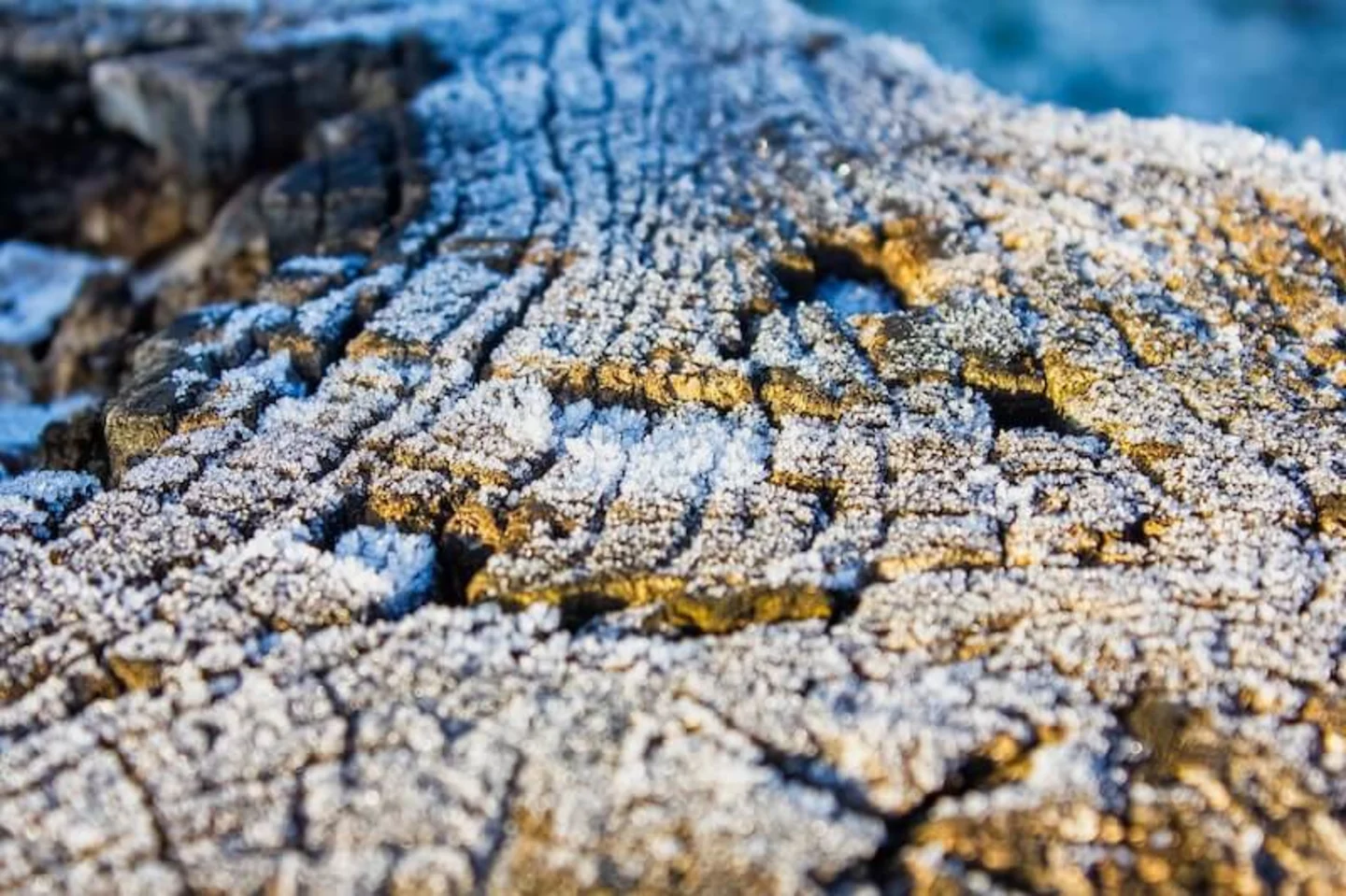 Hout vorst tuin winterklaar