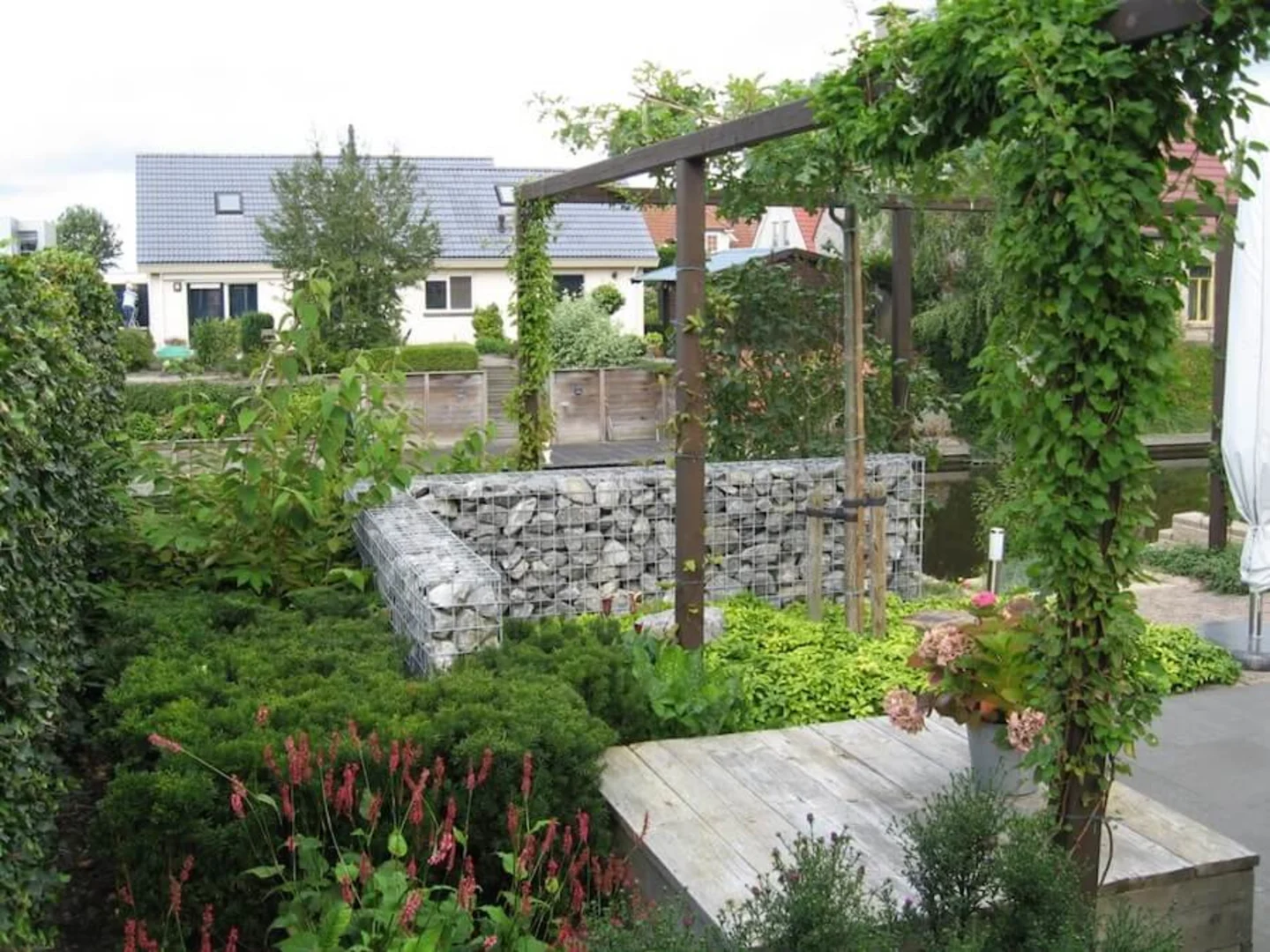 Pergola climbing plant