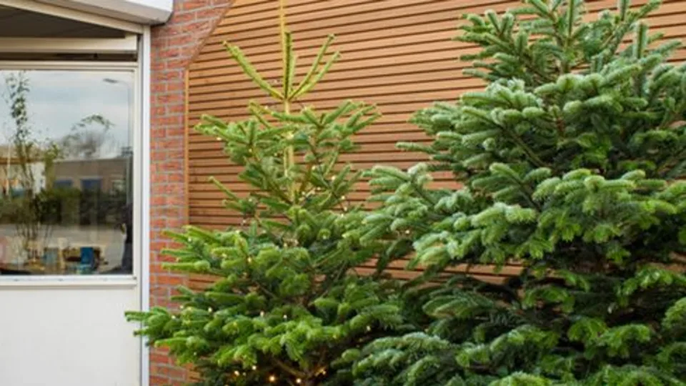 Volle-kerstbomen-nordmann-echte-kerstboom-kopen-(1)